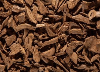 Agarwood